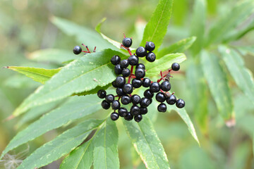 Berries ripe on the black grassy elder (Sambucus ebulus)