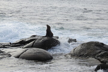 California sea lion enjoying a beautiful day on the rocky shores of La Jolla Cove, in San Diego.