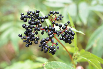 Berries ripe on the black grassy elder (Sambucus ebulus)