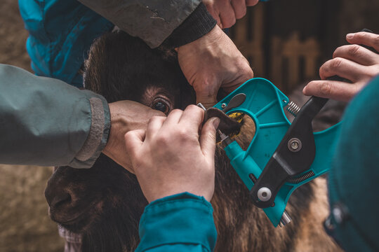 People using a sample gun to extract tissue sample from ear of a goat, used for DNA examination and other scientific purposes.