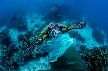 Ocean pollution a Sea turtle mistakes a plastic bag for food.