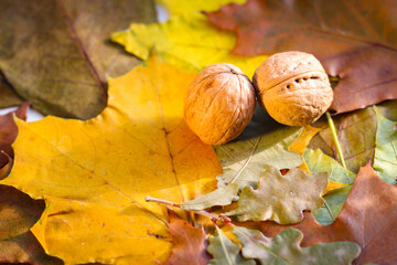 On a wooden background are yellowed oak leaves and walnuts in shell