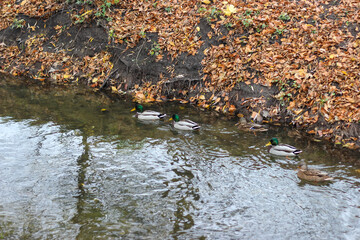 Several wild ducks swim in a small pond in a city park