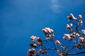 Blossoming magnolia flowers against blue sky background in springtime. Flowers natural background,...