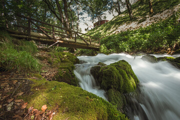 Natural spring stream in the woods