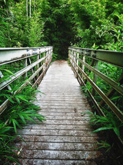 wooden bridge in the forest