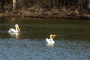 Fototapeta premium White Pelican A1R_5914.CR3