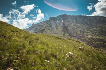 Sheep in the beautiful mountain landscape