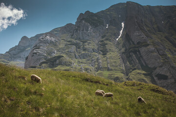 Sheep eating grass in green healthy environment