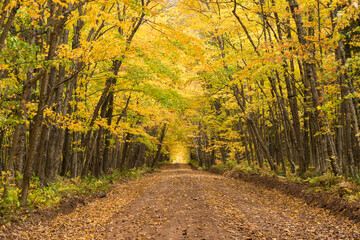 USA, Michigan, Keweenaw Peninsula. A country road leads through the woods glowing with yellow leaves in Autumn.
