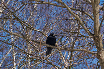 Rooks have returned to their homes, fearful and cautious, do not let close.