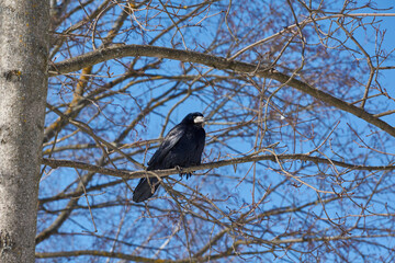 Rooks have returned to their homes, fearful and cautious, do not let close.