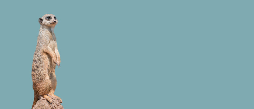 Banner with a portrait of playful and curious suricate (meerkat) standing tall at watch, closeup, details. Solid background with copy space. Concept curiosity, attention, involvement.