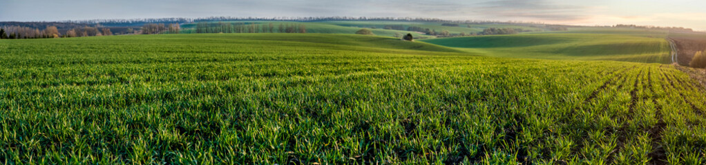 focus on green sprouts of wheat or rye on a hilly field of an agricultural field in spring, in the...