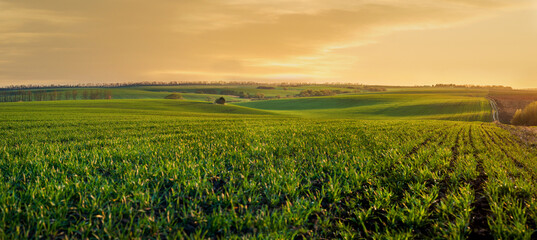 green sprouts of wheat or rye on the hilly terrain of the agricultural field, at evening lights, spring