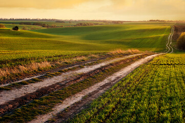 Fototapeta na wymiar Green waves of wheat field sown with a line with a dirt road in the evening sunset lights