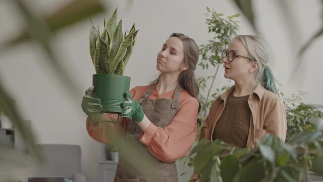 Medium shot of young Caucasian woman holding up green flower pot with vipers bowstring hemp, blonde female colleague standing near in shop, gardeners talking and looking on succulent
