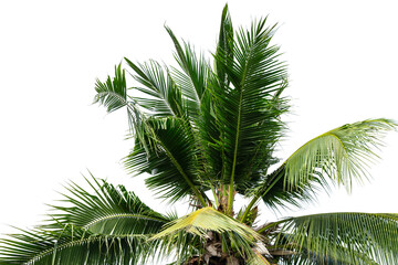 Fototapeta premium leaves of coconut tree isolated on white background, clipping path included.