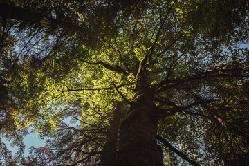 Huge tree in the woods
