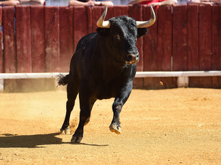 spanish bull with big horns during a spectacle of bullfight