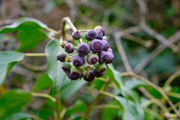 Close-up of Hedera helix or Ivy fruits.