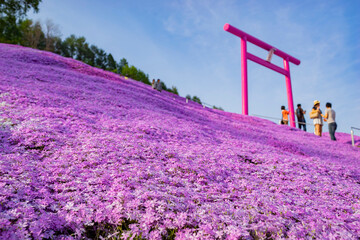Sunny view of the beautiful Shiba Sakura blossom with a Japanese torii - obrazy, fototapety, plakaty