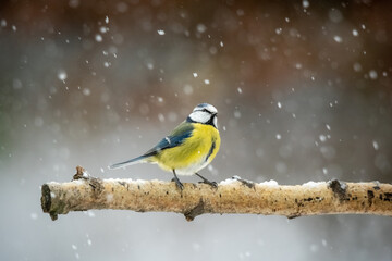 bleu tit in the snow