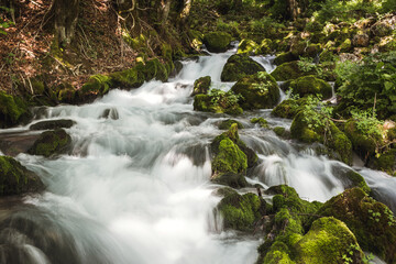 Natural spring water in the forest