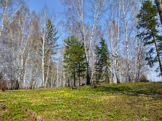 forest in spring