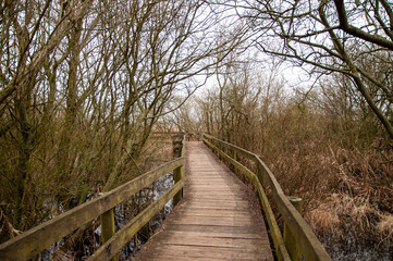 Plakat wooden bridge in the woods