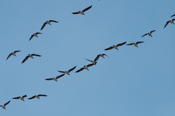 birds in flight, flying birds flock through the clouds, geese