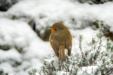 robin in the snow