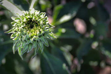 Macro of closed coneflower buds forming in the garden