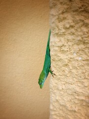 Green Lizard