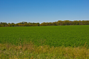 USA, Minnesota, Kansas, Minneapolis, Soybean Field and Distant Rolled Haystacks