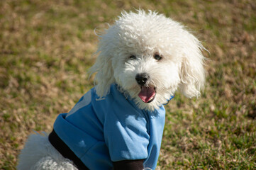 Caniche toy blanco con la camiseta celeste de la selección uruguaya de fútbol