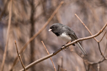 Dark eyed junco in tree looking down 