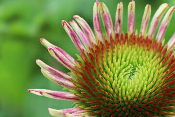 Macro of coneflowers in full bloom during later summer