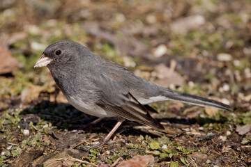 Dark eyed junco on the ground closeup