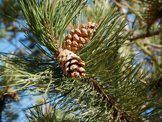 Waldkiefer mit Zapfen