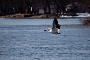 Pelican in flight over the Mississippi River with wings up