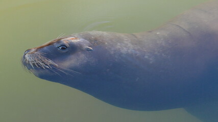 Obraz premium Lobo marino nadando sacando solo su ojo fuera del agua