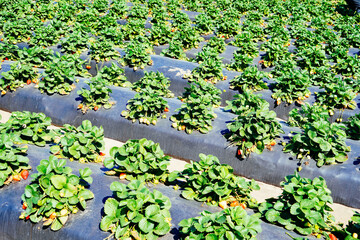 strawberry field in a modern you pick strawberry farm 