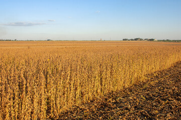 Harvesting soybeans on a farm in Brazil