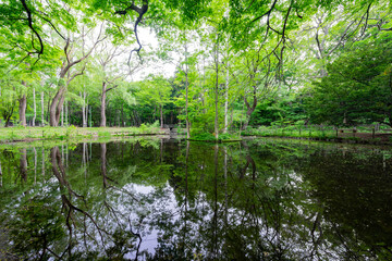 Nature landscape of pond and reflection in the historical Hokkaido Shrine