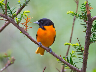 USA, Minnesota, Mendota Heights, Mohican Lane, Baltimore Oriole