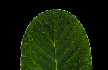 Obraz premium Nice green leaf on a black background 