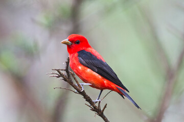 USA, Minnesota, Mendota Heights, Mohican Lane, Scarlet Tanager