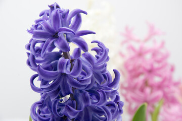 giacinti  delicati color pastello 