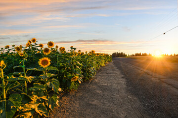 The sun sets at dusk along a rural highway alongside a field of wild sunflowers in the Inland...